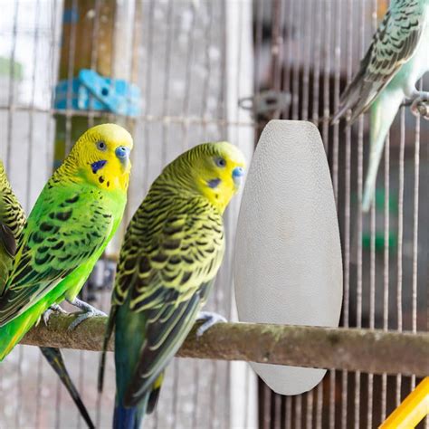 Buy Fovolat 10pcs Cuttlebone for Birds|Parrot Chewing Cuttle Bone for ...