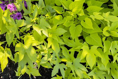 Sweet Potato Vine: Plant Care & Growing Guide