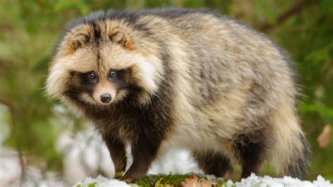 What Is Raccoon Dog In Spanish at Ellie Costello blog