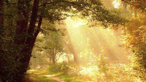 Quiet 的图像结果