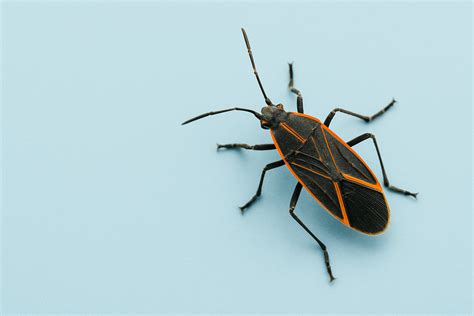 Box Elder Bugs How To Get Rid Of Them - FarmTilling