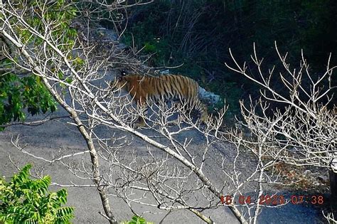 Growing tiger attacks in Uttarakhand: Shrinking natural habitat may be ...