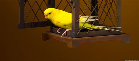 What Alternative Is There to Twitter? | NewsClick