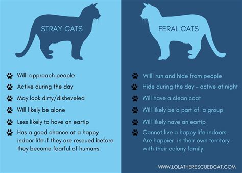 What is the Difference Between a Stray and Feral Cat? | Lola The ...