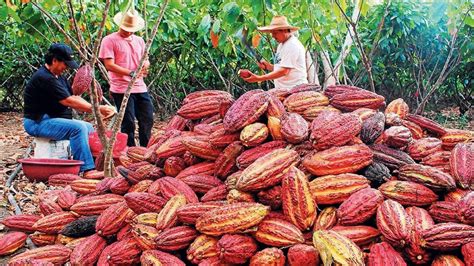 How to start a Cocoa Farm – MyAgricWorld