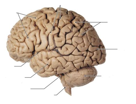 Brain 的图像结果