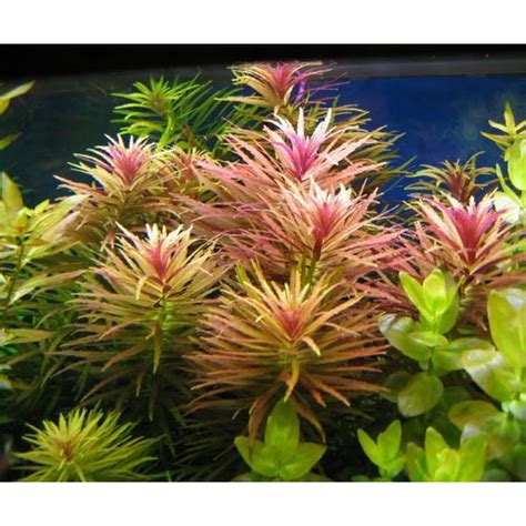 Buy Aquarium Fish Online: Aquarium Tanks & Plants - FishyKart ...