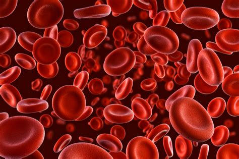 How To Draw A Red Blood Cell Step By Step
