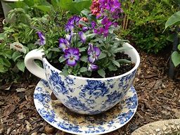 Image result for Tea Cup Planter
