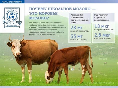 Сколько литров молока способна дать корова в день?