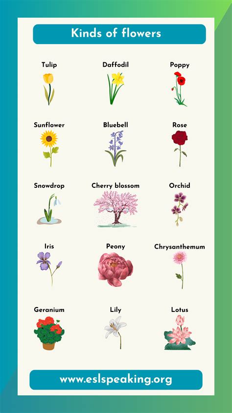 Different Flowers Names And Meaning at Allan Lewis blog