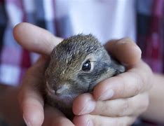 Image result for Super Cute Baby Rabbits