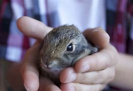 Image result for Free Baby Bunnies
