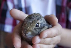 Image result for Super Cute Baby Bunnies