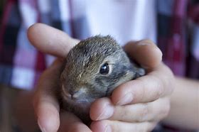 Image result for Super Cute Baby Bunny