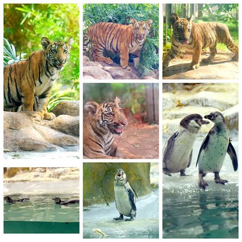 Adorable Penguin chicks & Tiger cubs steal the spotlight at Mumbai's ...