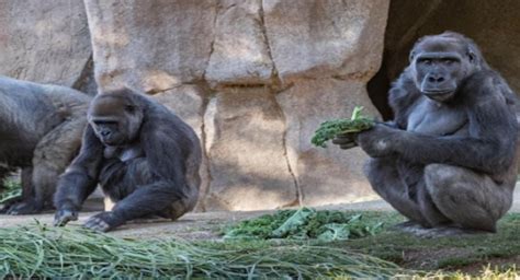 ShishirPatilgorilla
