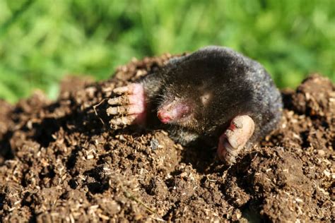 Image result for Mole Problem Solving