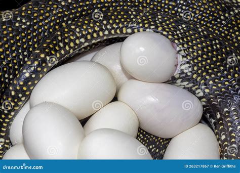 Image result for Python Laying Eggs