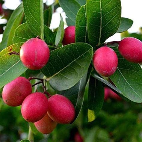 Rare Karonda Cherry Fruit, Carissa Carandas,Koromcha Air Layered Plant ...