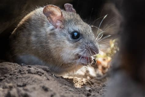 The Best Way to Get Rid of Mice: Proven Solutions | Dr. Pest