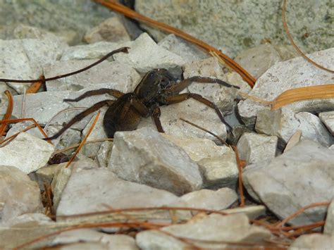 June 2011 | Michigan Spiders