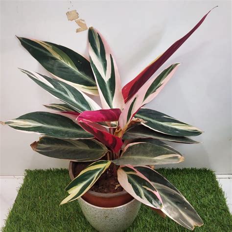 How to care for Calatheas Plants? - NurseryBuy