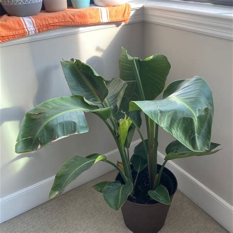 How To Propagate Your White Bird Of Paradise