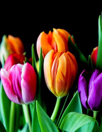 The Padgett & King Mortuary Crematory | Recent Obituaries | Forest City ...