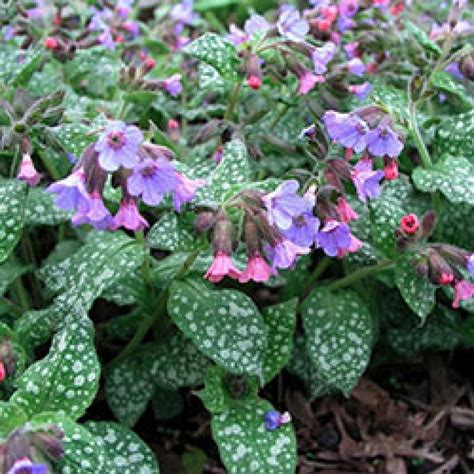Full Shade Perennials | Stone Cottage Gardens