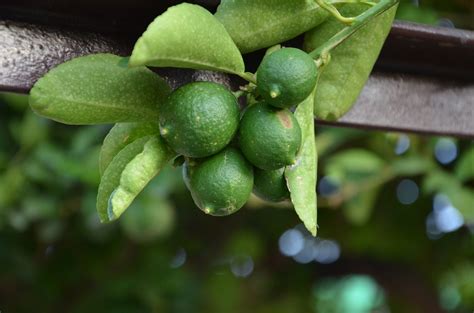 Best Tips for Growing Lime - Gardening Sun