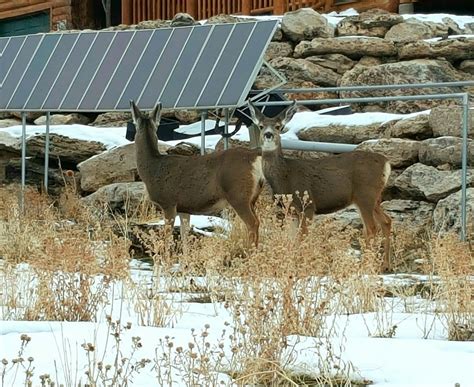 Utah’s Native Wildlife: Animals Indigenous to Utah