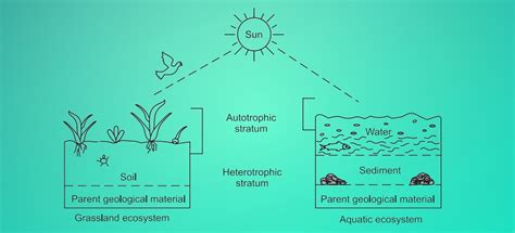 Define Ecosystem 的图像结果