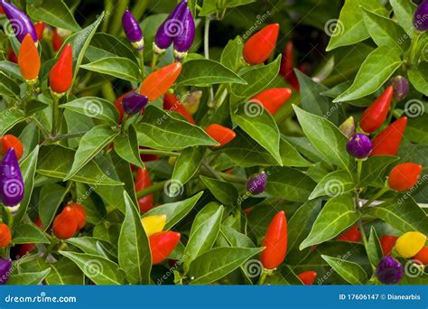 Ornamental Pepper Plant stock image. Image of bright - 17606147
