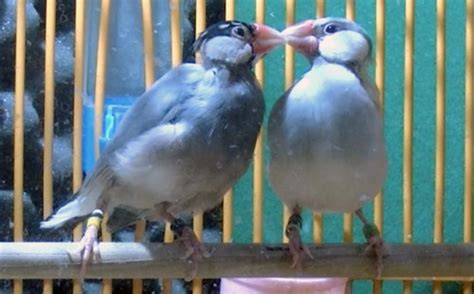 Image result for Java Sparrows for Sale