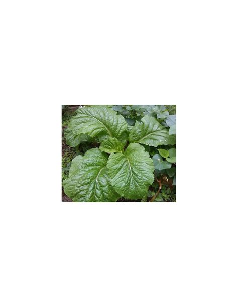 Mustard Florida Broad Leaf Seeds – GardenGuru