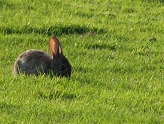 Image result for Baby Rabbit Growth