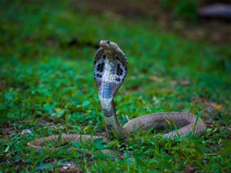 શું ખરેખર હોય છે નાગમણિ? સાપે સરકારી સ્કૂલમાં મણિ જેવી વસ્તુ છોડીને ગયો ...