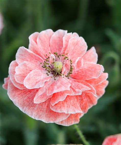 Types of poppies – 16 of the most beautiful annual…