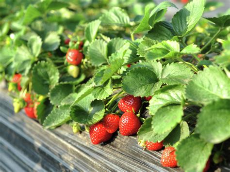 How To Plant And Grow Strawberries - Bunnings Australia