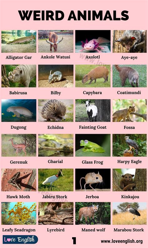 Unusual Animals Names 20 Animals With Ridiculously Funny Names