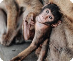 Guindy National Park