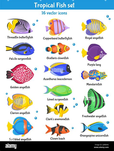 Names Of Tropical Fish Colorful Fish Species Names Tee Abstract