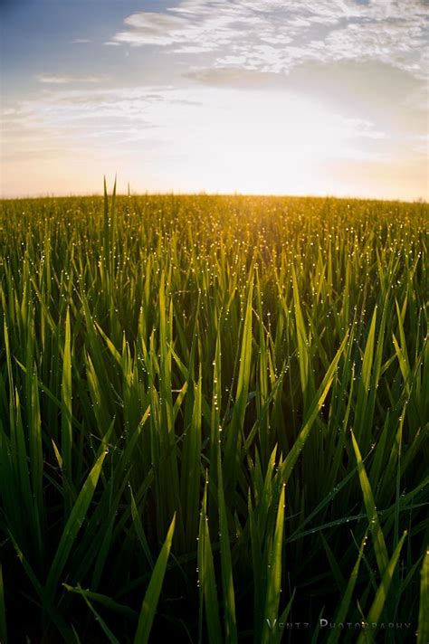 稻田,农业,米,熟的,草,稻,堆,农场,植物,户外,摄影素材,汇图网www.huitu.com