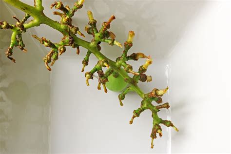 Bare Stalk Of A Bunch Of Grapes Free Stock Photo - Public Domain Pictures
