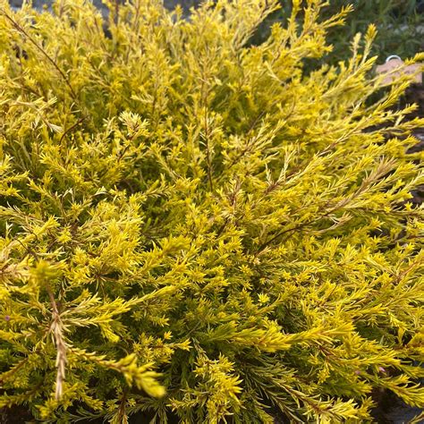 Coleonema pulchellum 'Sunset Gold' - Golden Breath of Heaven | Western Star Nursery