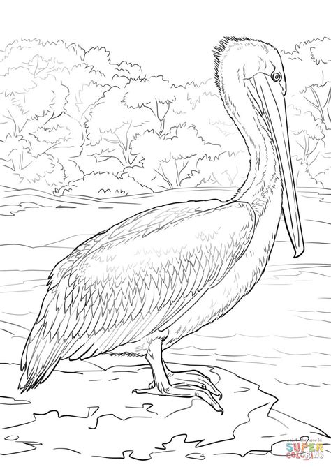 Australian Pelican | Pelican art, Pelican drawing, Heron art