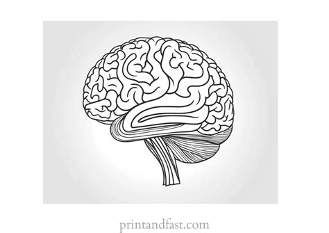 Brain Coloring Page - Printable Free Coloring Sheet