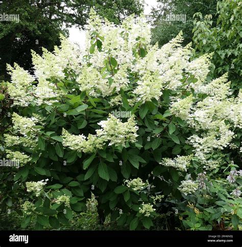Closeup of the white cone shaped flower heads of the summer flowering ...