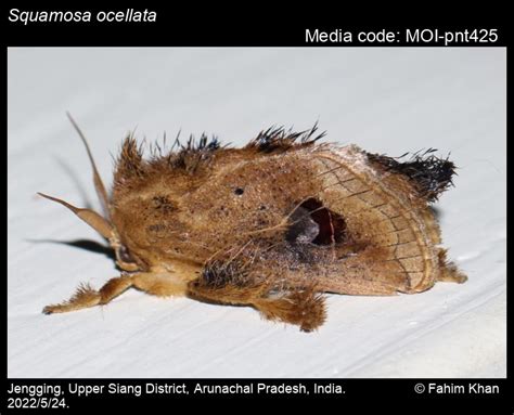 Squamosa ocellata (Moore, 1879) - | Moths